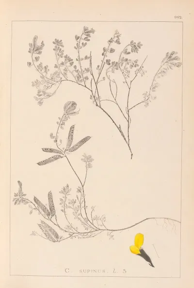 Herbier De La Flore Francaise Pl 0201
