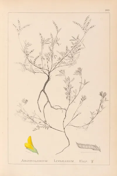 Herbier De La Flore Francaise Pl 0202