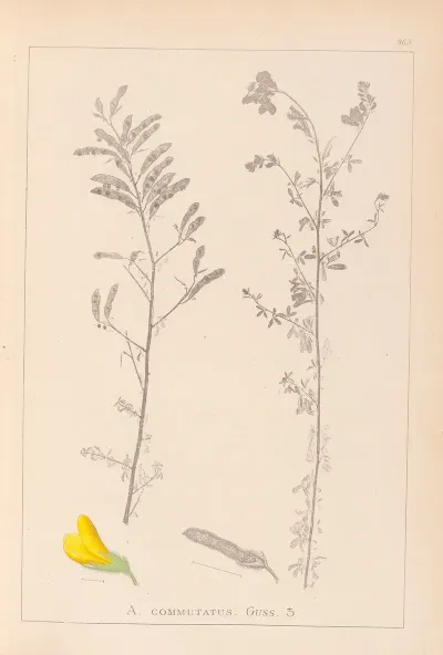 Herbier De La Flore Francaise Pl 0204