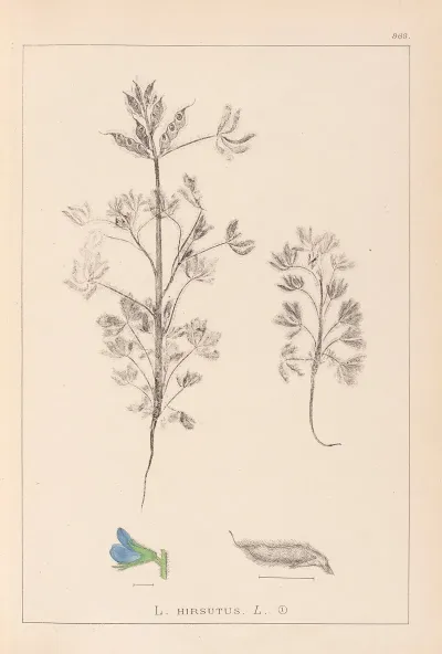 Herbier De La Flore Francaise Pl 0207
