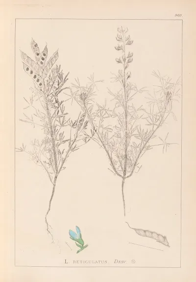 Herbier De La Flore Francaise Pl 0208
