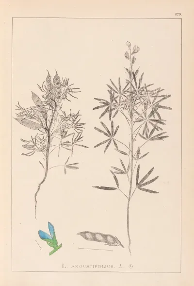 Herbier De La Flore Francaise Pl 0209