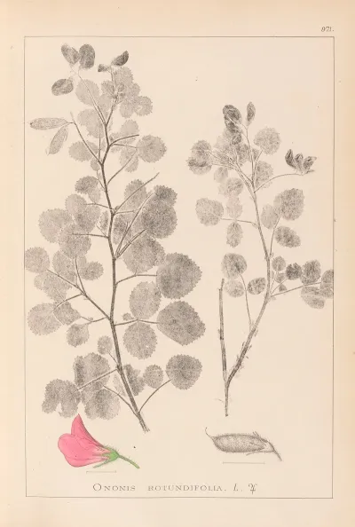 Herbier De La Flore Francaise Pl 0210