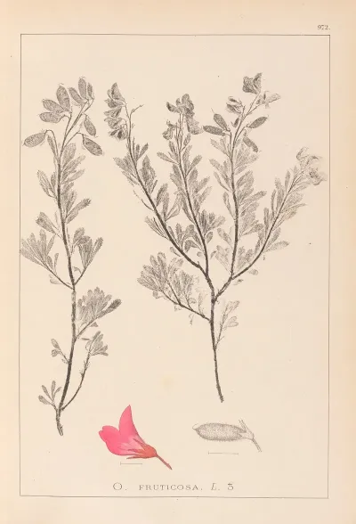 Herbier De La Flore Francaise Pl 0211