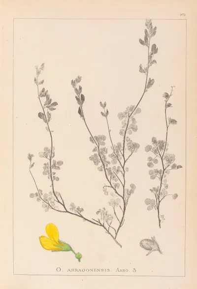 Herbier De La Flore Francaise Pl 0212