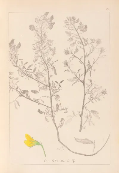 Herbier De La Flore Francaise Pl 0213