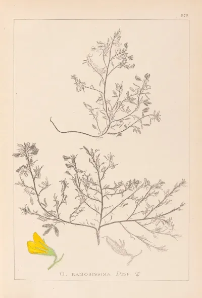 Herbier De La Flore Francaise Pl 0215