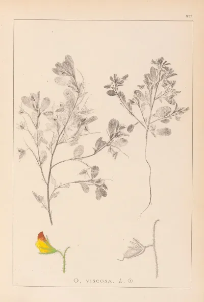 Herbier De La Flore Francaise Pl 0216