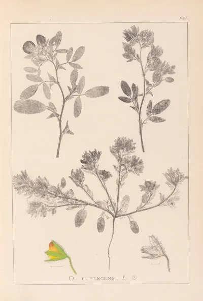 Herbier De La Flore Francaise Pl 0218