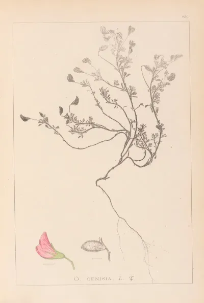 Herbier De La Flore Francaise Pl 0219
