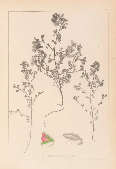 Herbier De La Flore Francaise Pl 0220