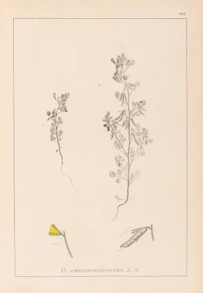 Herbier De La Flore Francaise Pl 0222