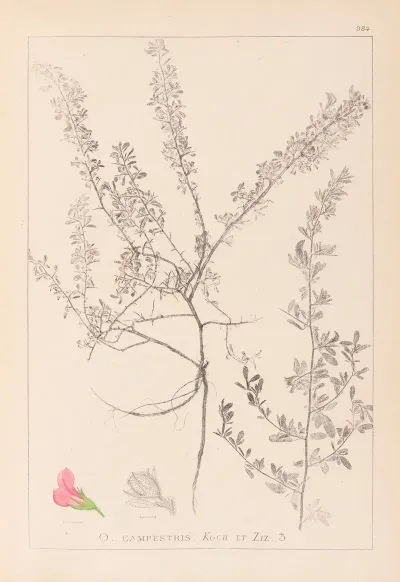 Herbier De La Flore Francaise Pl 0223