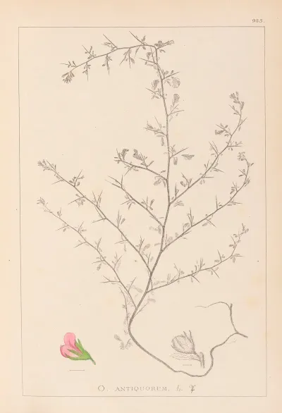Herbier De La Flore Francaise Pl 0224