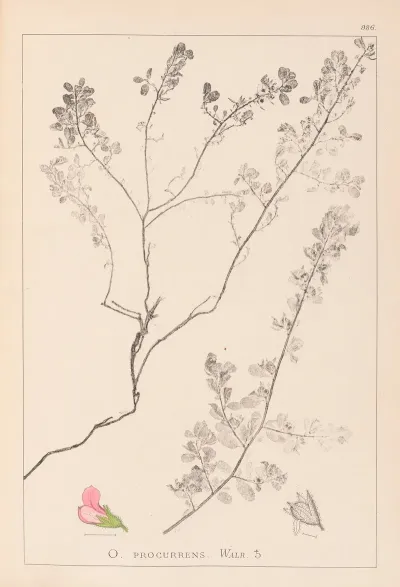 Herbier De La Flore Francaise Pl 0225