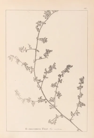Herbier De La Flore Francaise Pl 0226
