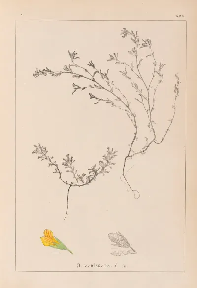 Herbier De La Flore Francaise Pl 0229