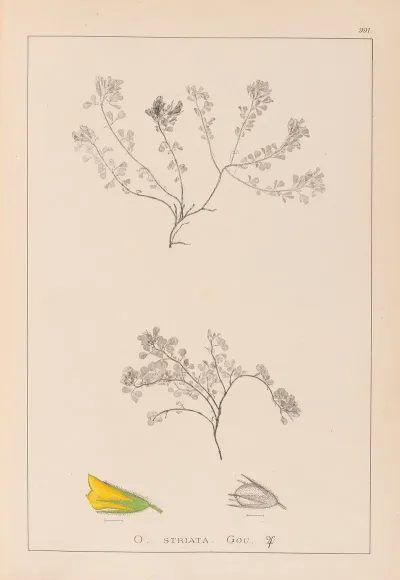 Herbier De La Flore Francaise Pl 0230