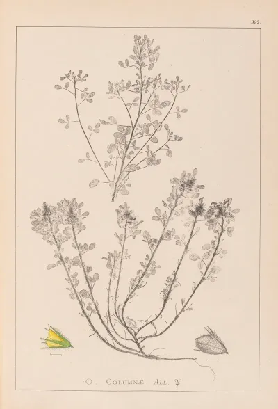 Herbier De La Flore Francaise Pl 0231