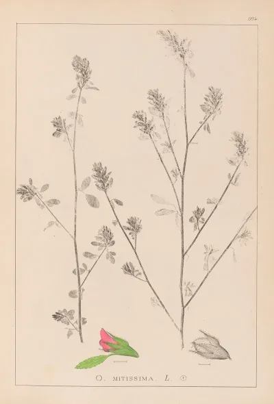 Herbier De La Flore Francaise Pl 0233