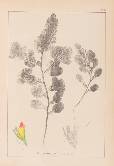 Herbier De La Flore Francaise Pl 0234