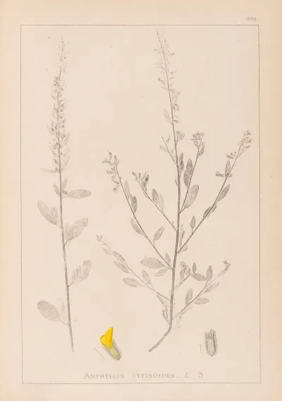 Herbier De La Flore Francaise Pl 0235