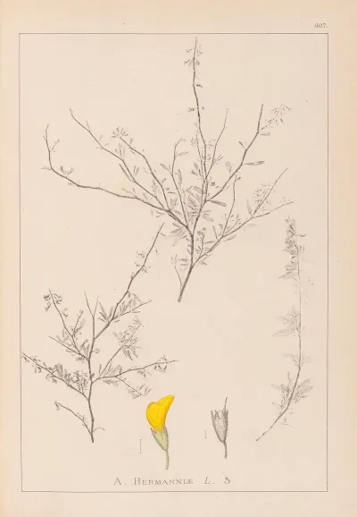Herbier De La Flore Francaise Pl 0236