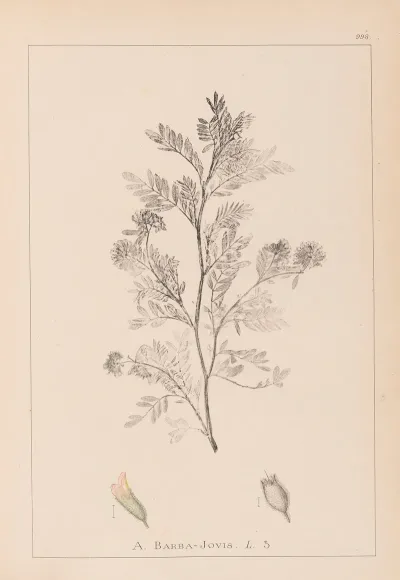 Herbier De La Flore Francaise Pl 0237