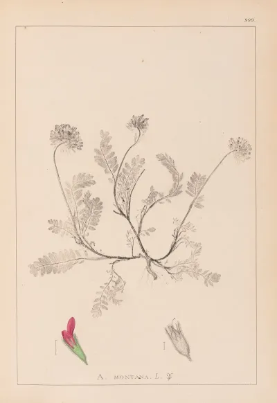 Herbier De La Flore Francaise Pl 0238