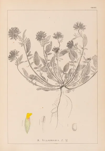 Herbier De La Flore Francaise Pl 0239