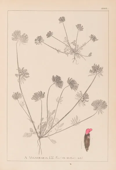 Herbier De La Flore Francaise Pl 0241