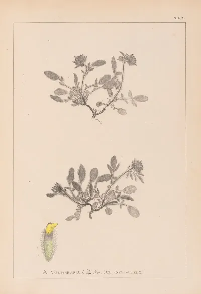 Herbier De La Flore Francaise Pl 0242