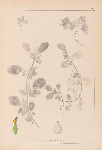 Herbier De La Flore Francaise Pl 0243