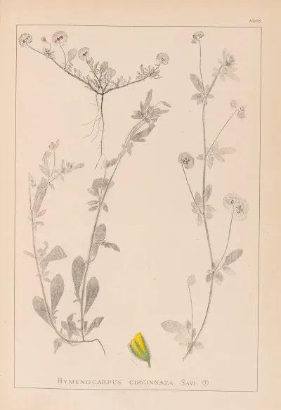 Herbier De La Flore Francaise Pl 0244