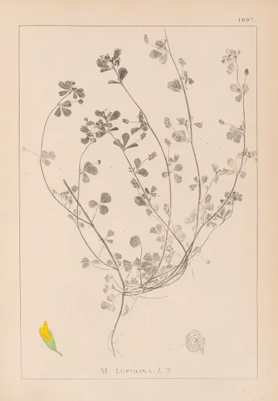 Herbier De La Flore Francaise Pl 0246