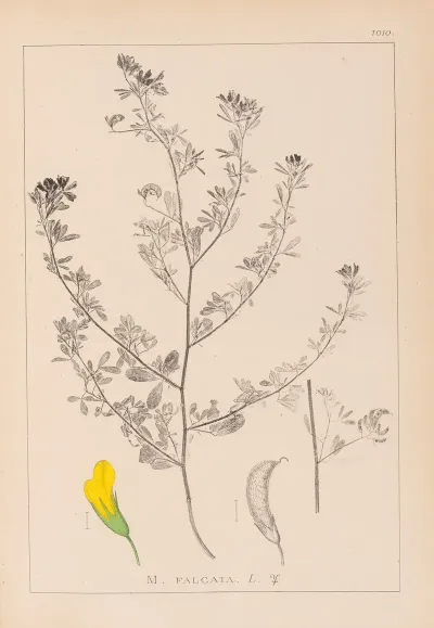 Herbier De La Flore Francaise Pl 0249
