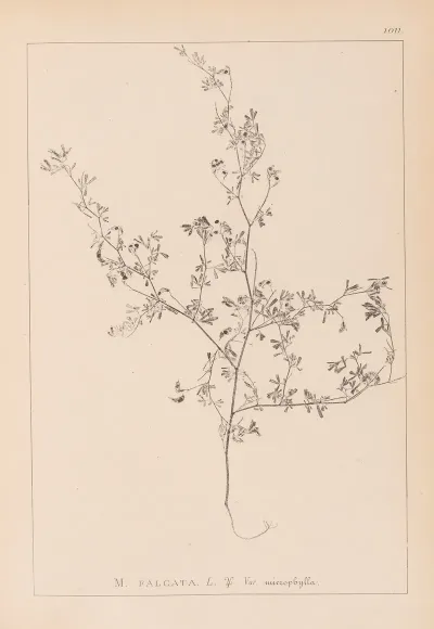 Herbier De La Flore Francaise Pl 0250
