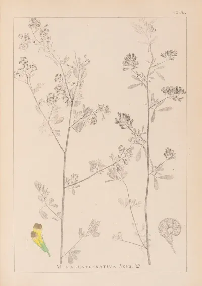Herbier De La Flore Francaise Pl 0251