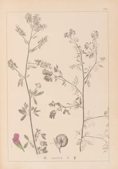 Herbier De La Flore Francaise Pl 0252