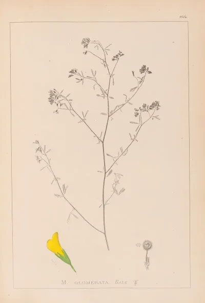 Herbier De La Flore Francaise Pl 0253