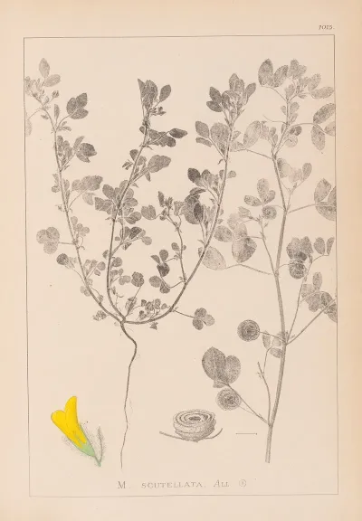 Herbier De La Flore Francaise Pl 0254