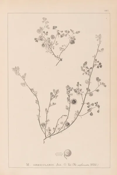 Herbier De La Flore Francaise Pl 0256