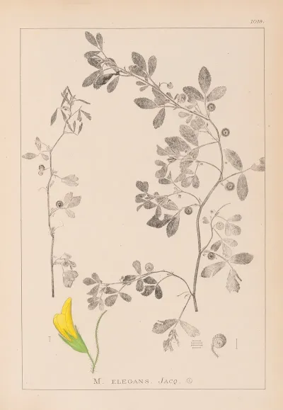 Herbier De La Flore Francaise Pl 0258