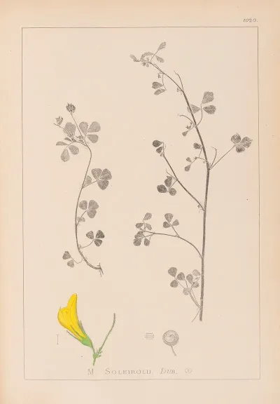 Herbier De La Flore Francaise Pl 0259