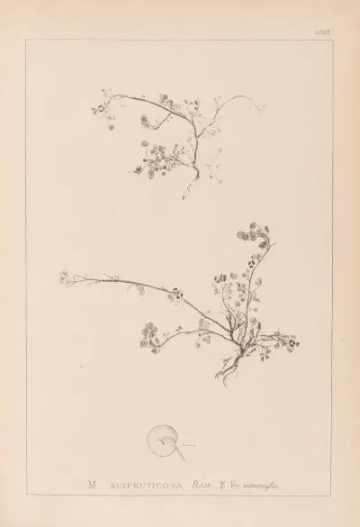 Herbier De La Flore Francaise Pl 0261