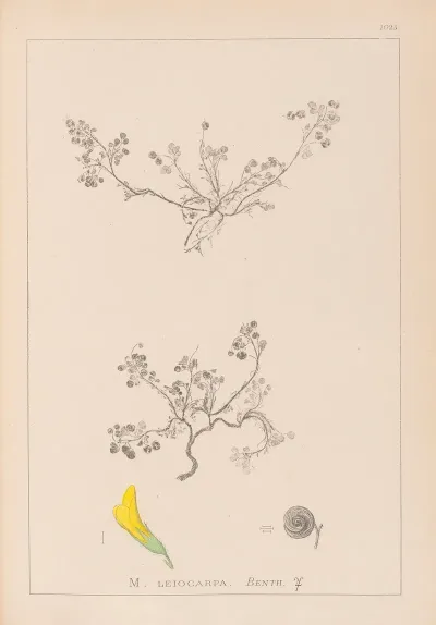 Herbier De La Flore Francaise Pl 0262