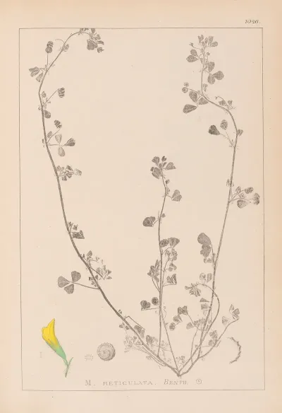 Herbier De La Flore Francaise Pl 0264