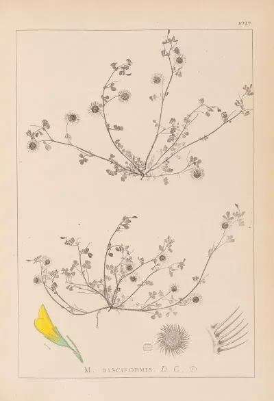 Herbier De La Flore Francaise Pl 0265