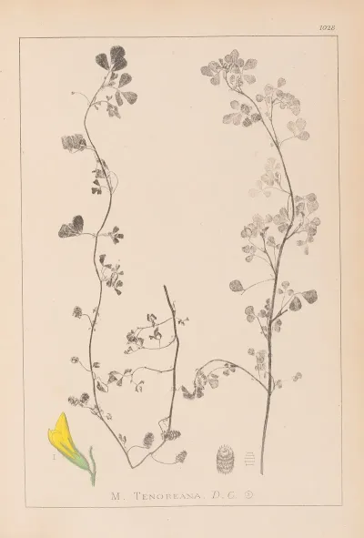 Herbier De La Flore Francaise Pl 0266