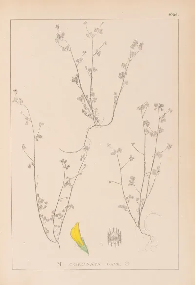 Herbier De La Flore Francaise Pl 0267